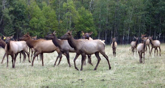 RÃƒÆ’Ã†â€™Ãƒâ€šÃ‚Â©fÃƒÆ’Ã†â€™Ãƒâ€šÃ‚Â©rences pour la viande de wapiti