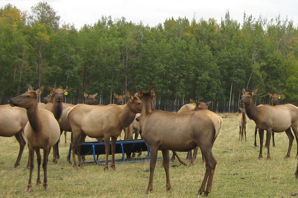 Quality Ranched Elk