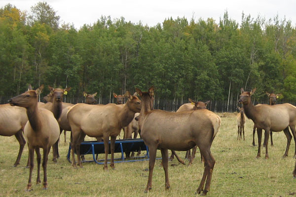 Quality Ranched Elk Quality Ranched Elk