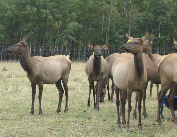 Elk Farmers can call AWAPCO's office