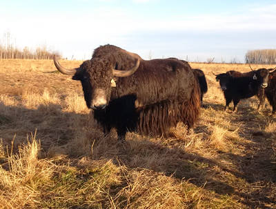 Are you a Yak Farmer?