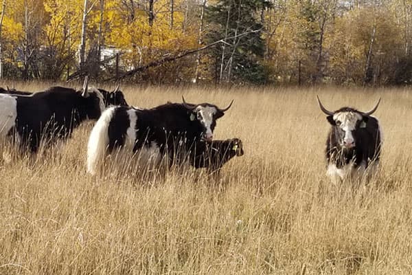 Quality Ranched Yak Quality Ranched Yak