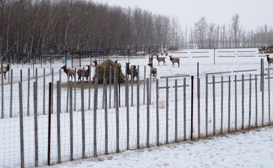 Notre viande provient de wapitis ÃƒÆ’Ã†â€™Ãƒâ€ Ã¢â‚¬â„¢ÃƒÆ’Ã¢â‚¬Å¡Ãƒâ€šÃ‚Â©levÃƒÆ’Ã†â€™Ãƒâ€ Ã¢â‚¬â„¢ÃƒÆ’Ã¢â‚¬Å¡Ãƒâ€šÃ‚Â©s naturellement dans de fraÃƒÆ’Ã†â€™Ãƒâ€ Ã¢â‚¬â„¢ÃƒÆ’Ã¢â‚¬Å¡Ãƒâ€šÃ‚Â®ches prairies, sans hormones ni stÃƒÆ’Ã†â€™Ãƒâ€ Ã¢â‚¬â„¢ÃƒÆ’Ã¢â‚¬Å¡Ãƒâ€šÃ‚Â©roÃƒÆ’Ã†â€™Ãƒâ€ Ã¢â‚¬â„¢ÃƒÆ’Ã¢â‚¬Å¡Ãƒâ€šÃ‚Â¯des.