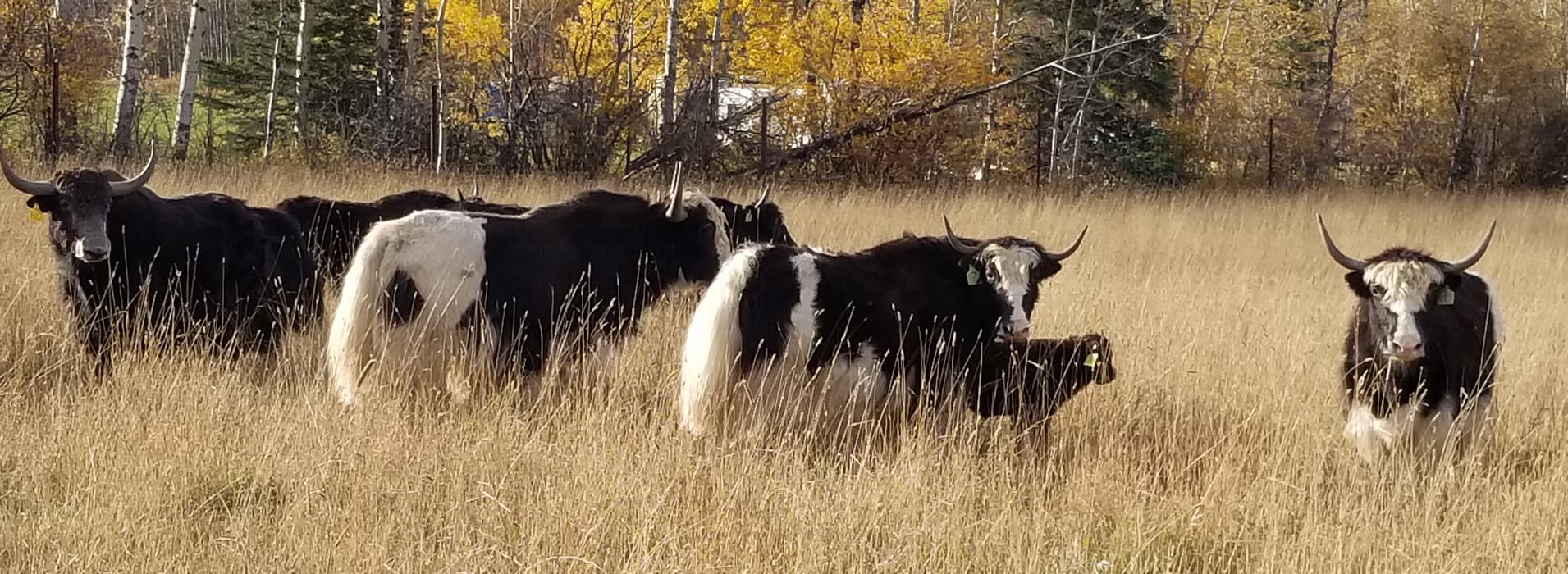 Wapiti River Yak