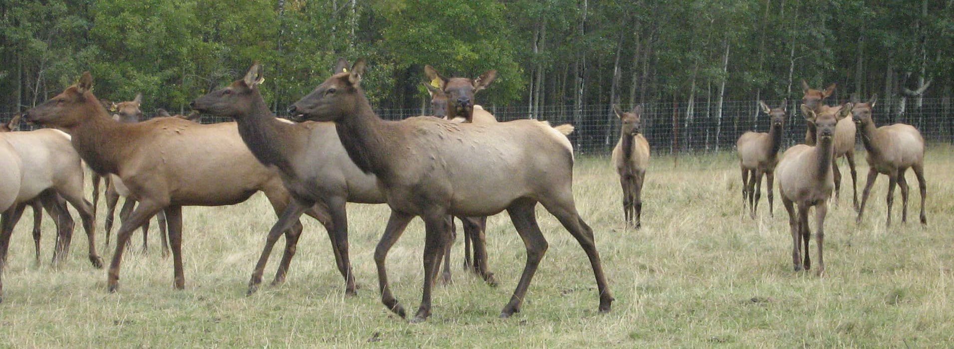 Wapiti River Elk Cows