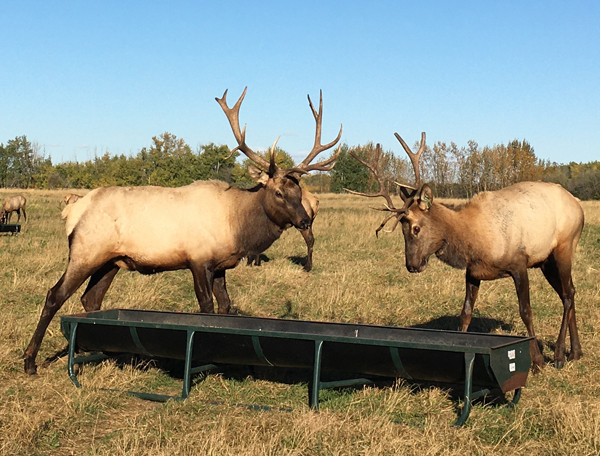 Feeding Elk on a Ranch