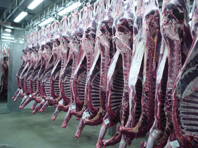 Hanging Elk carcass