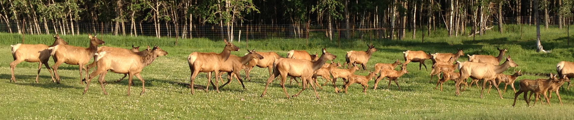 Wapiti River Elk Cows